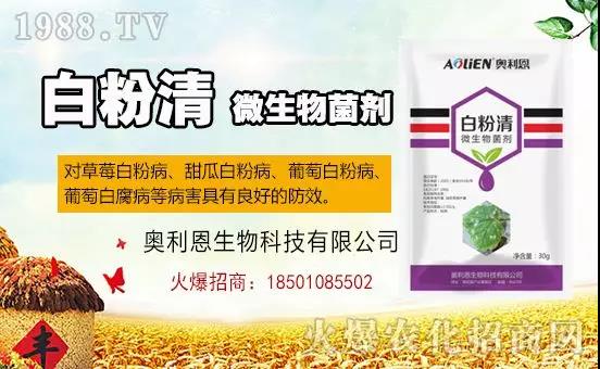 �׷۲�������(f��)�y�p���� ӛס�@��ˎ����Ч���ΰ׷۲����P����