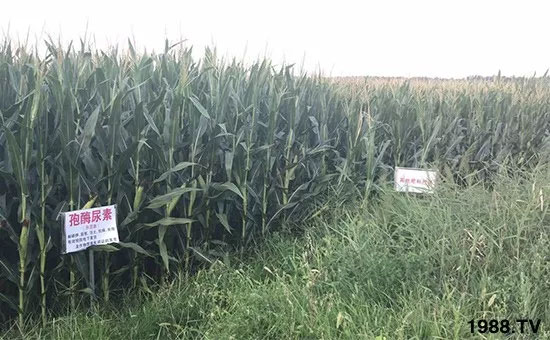 �ٿ���С�����a1471�����pø����ȫ�����������߮a������֮�o����