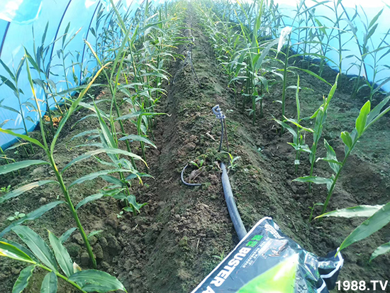     ���׌�Nֲ׃�ø��p����һ��(g��)�ײ���ȫ���䷽����˹�ش󽪠I�B(y��ng)�ײͷ�����