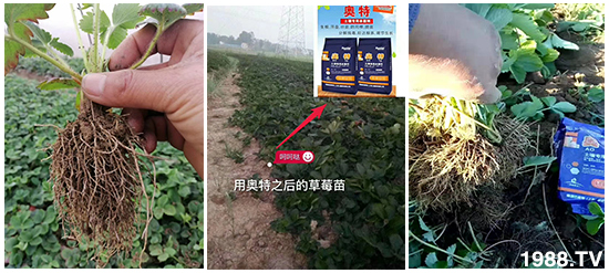     ���׌�Nֲ׃�ø��p����һ��(g��)�ײͣ�ȫ���䷽����˹�ش󽪠I�B(y��ng)�ײͷ�����