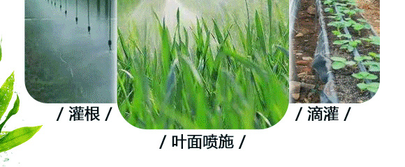 懸浮硼鋅-英爾果_10