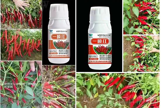 ���t�����95%���߼t�����~�����뷭�׷�����������һ���t��