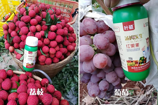 �t���ء�ֻ���D(zhu��n)ɫ�������D(zhu��n)ɫ���������߼t���ó���