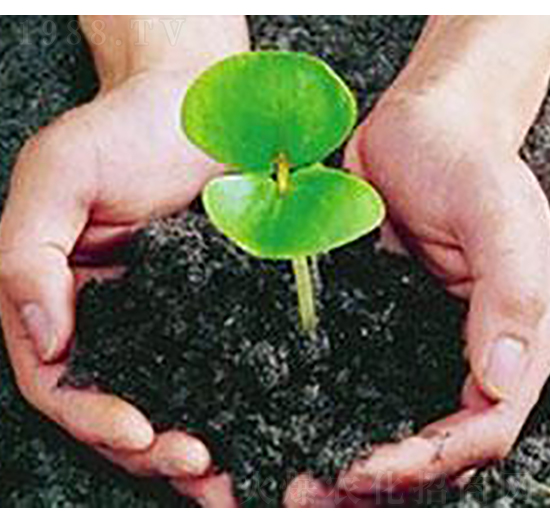 �Ϲ��ЙC��-�ɺ�