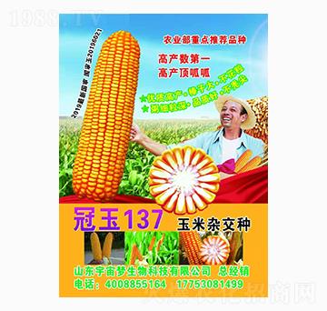 �����s���N ����137 ���������